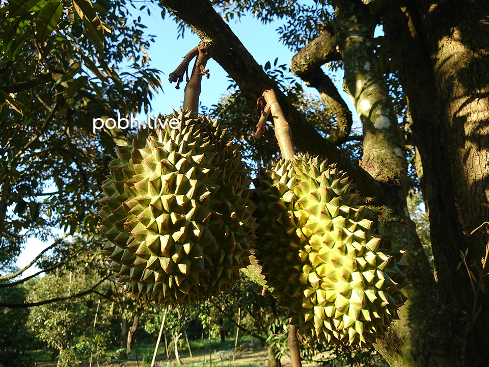 Durian_pobhdotlive_chanee002